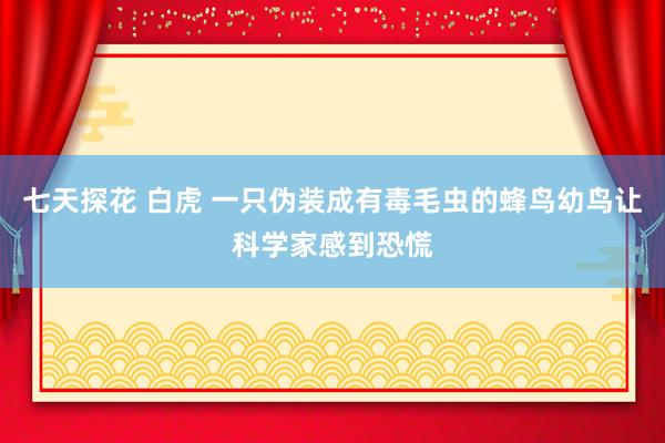 七天探花 白虎 一只伪装成有毒毛虫的蜂鸟幼鸟让科学家感到恐慌