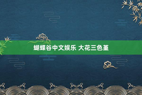 蝴蝶谷中文娱乐 大花三色堇