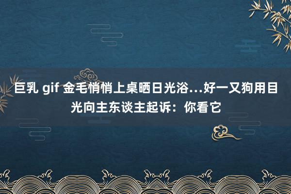 巨乳 gif 金毛悄悄上桌晒日光浴…好一又狗用目光向主东谈主起诉：你看它